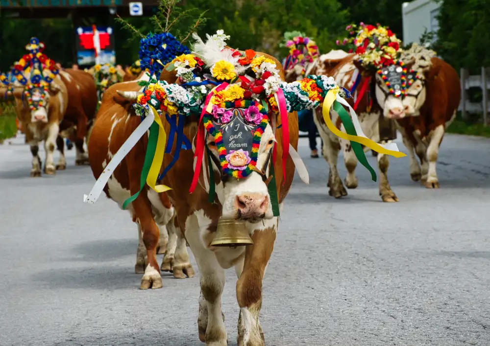 Almabtrieb 2026 im Allgäu und in den Alpen